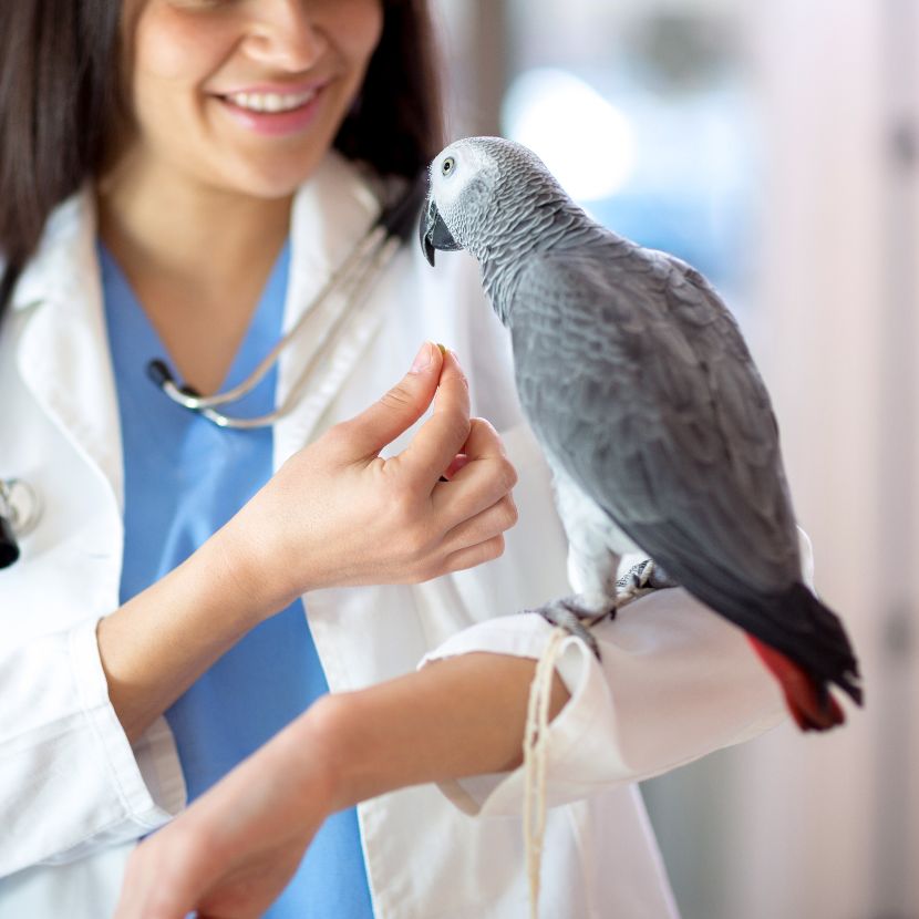 Saúde das Aves Saúde das Aves